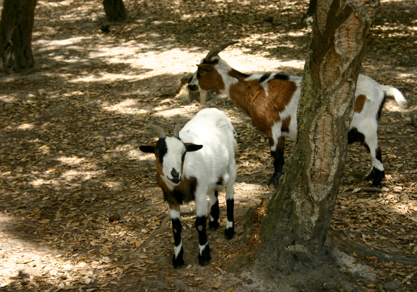 goat-1-1058416